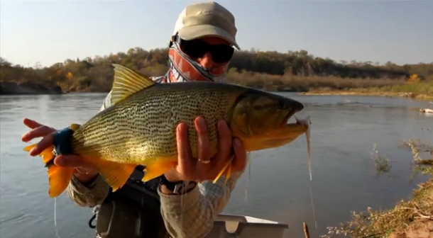 VIDEO: Dorado fishing Argentina